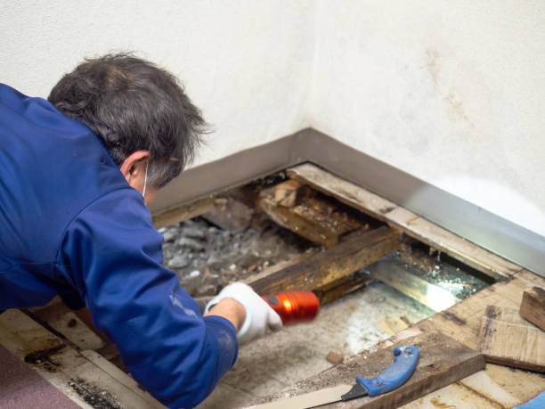 Best Industrial Mold Remediation in , NH